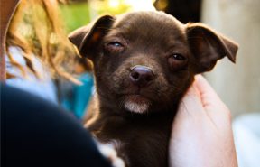 woman petting a relaxed and calm puppy in her office